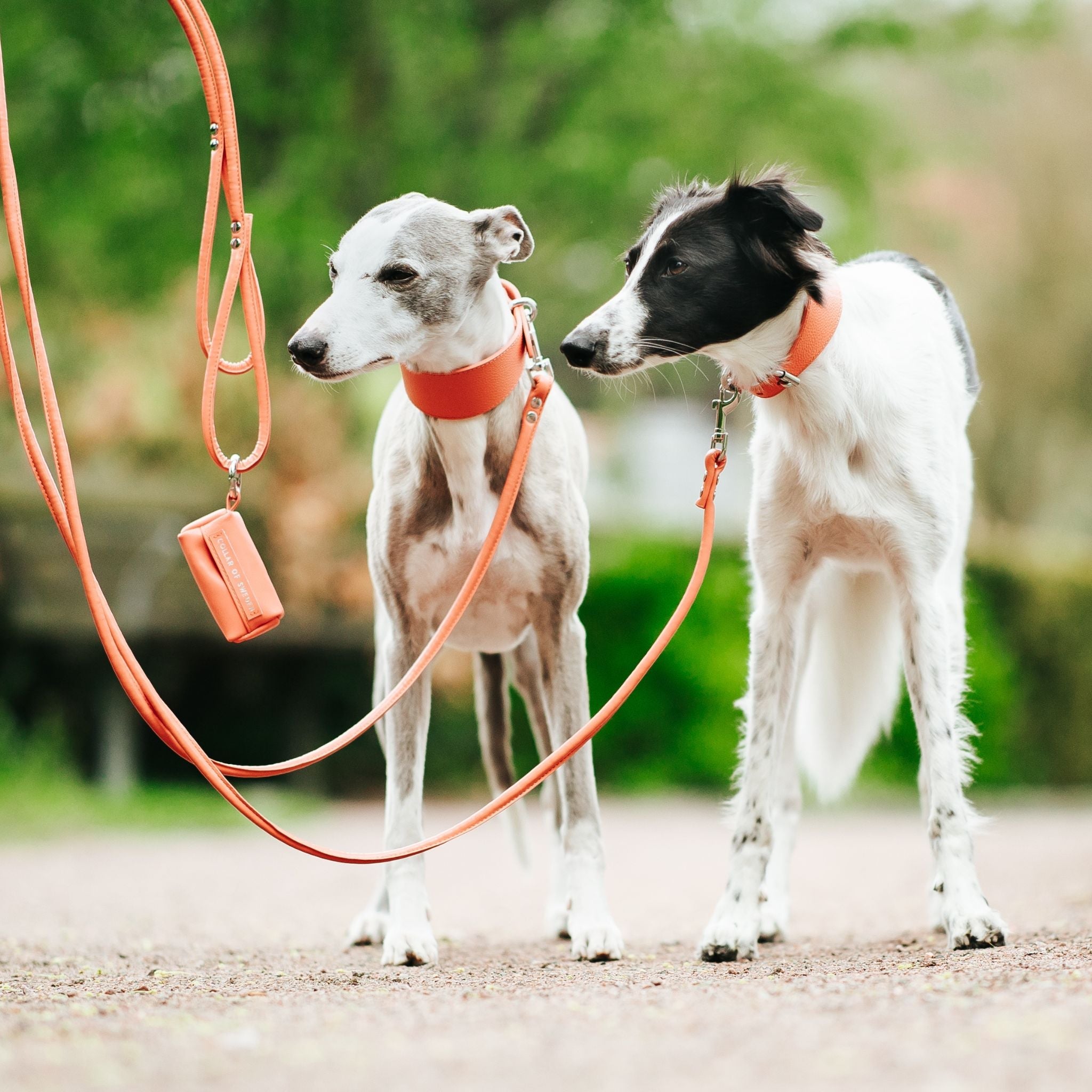 Dog Collars